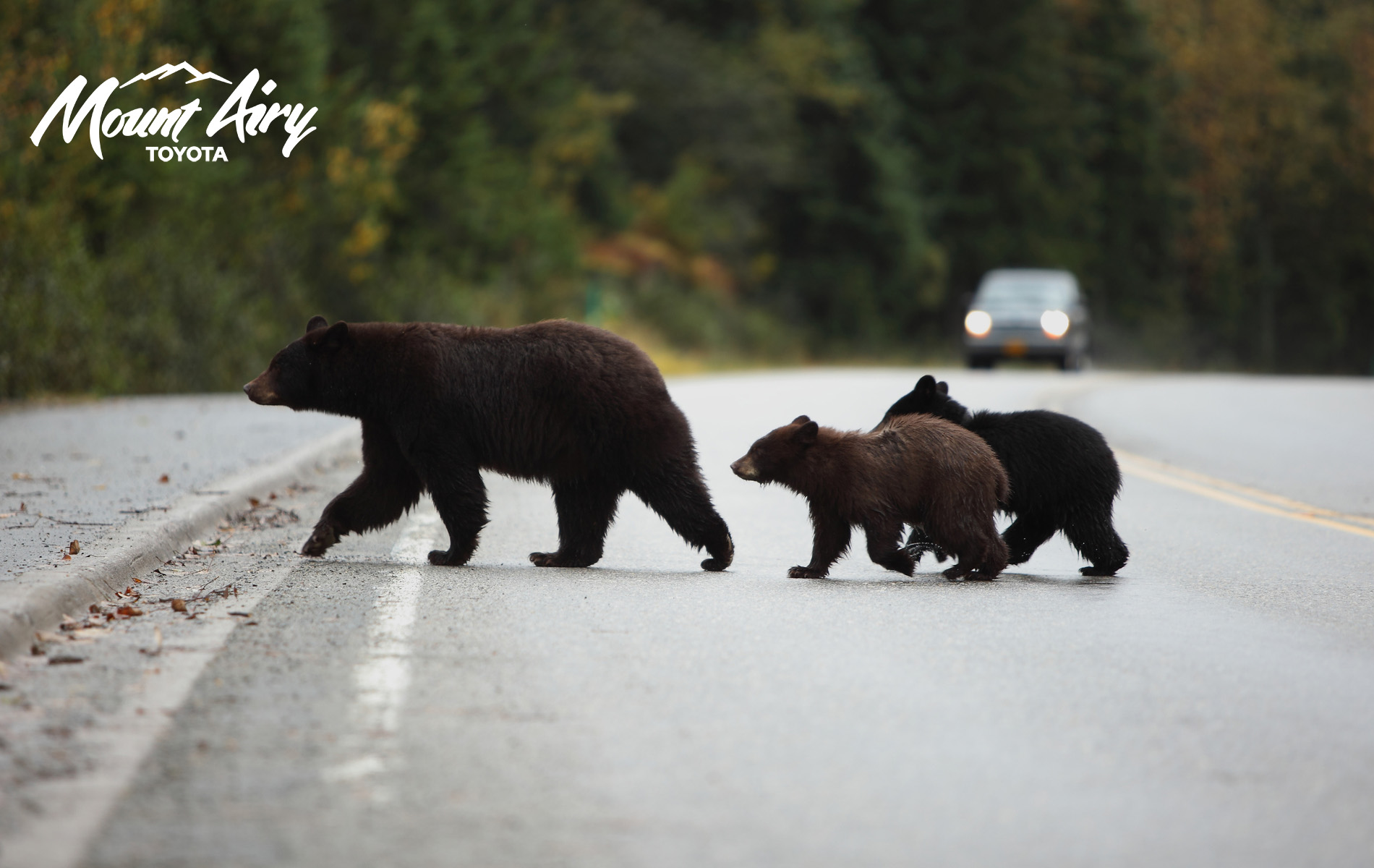 Dashcams are a great way to capture evidence should you be in an accident.