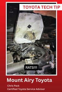 One of the first places rodents tend to show up is in the air filter box.