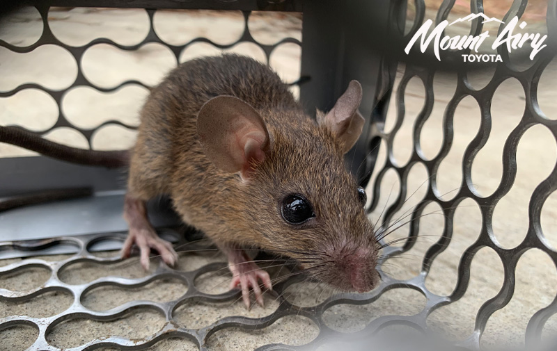 Rodents are small, but the damage they leave behind inside a car engine can be surprisingly big.